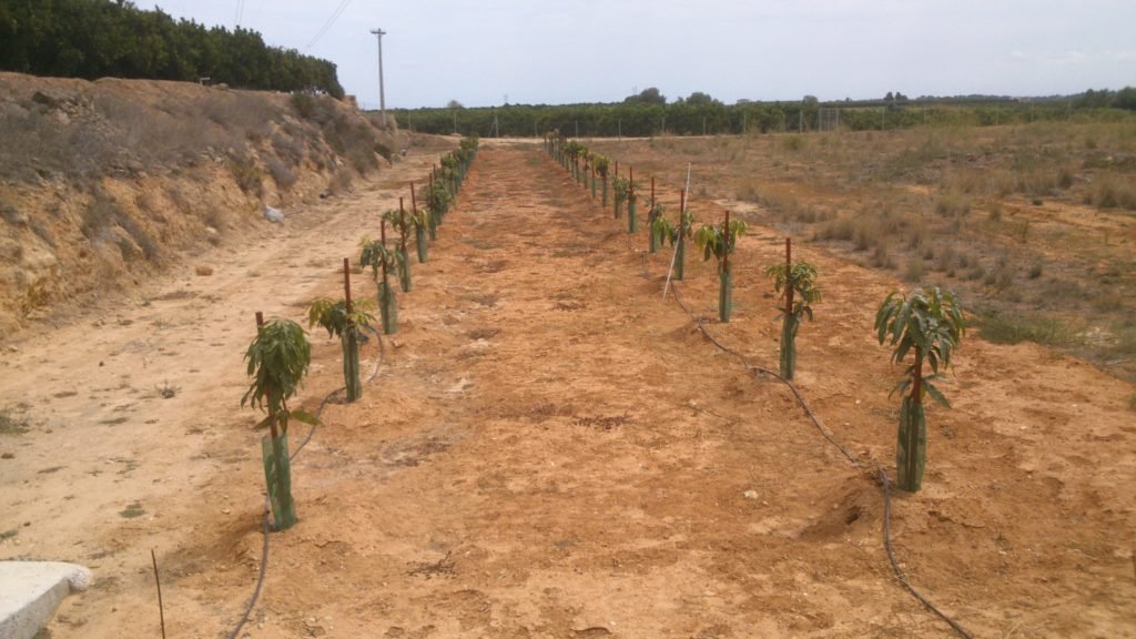 Nuestras primeras plantitas de mango